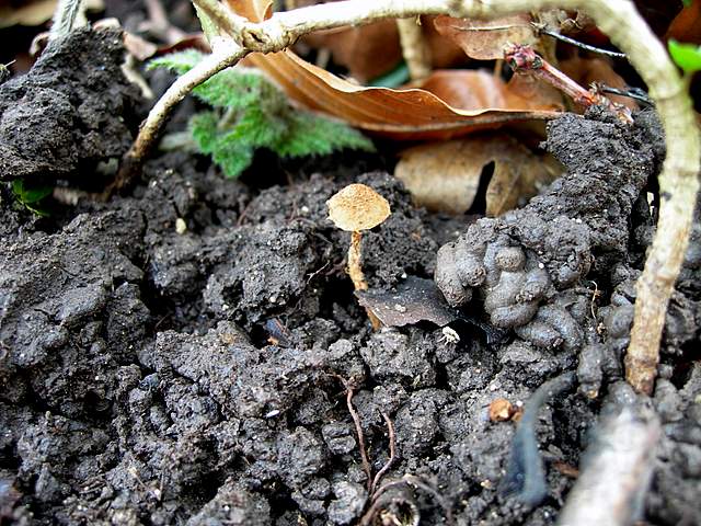 le  Specie  invernali  del  Leimental